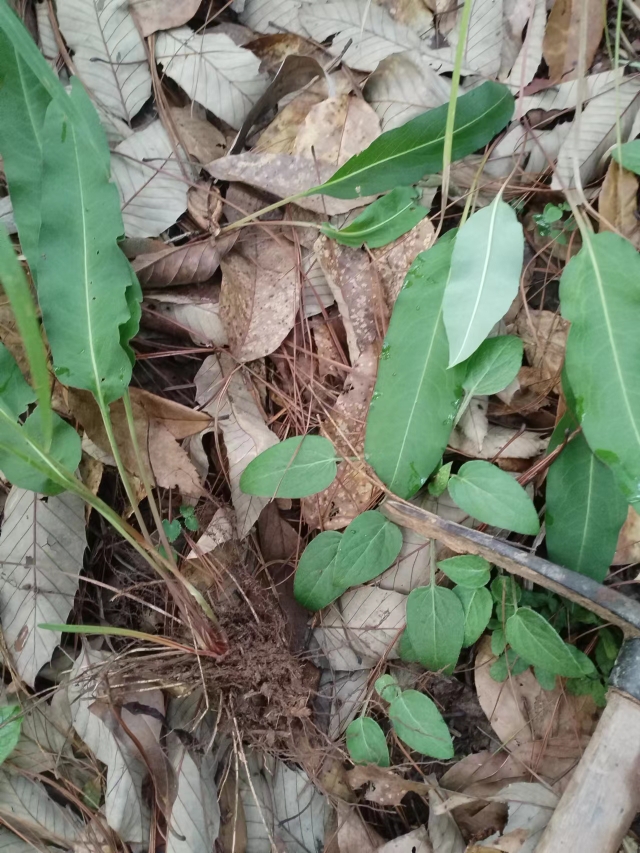 正品紫参拳参正品草河车草血竭虾参红蚤休化骨莲石蚕红紫参地土蜂