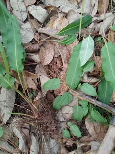 正品紫参拳参正品草河车草血竭虾参红蚤休化骨莲石蚕红紫参地土蜂