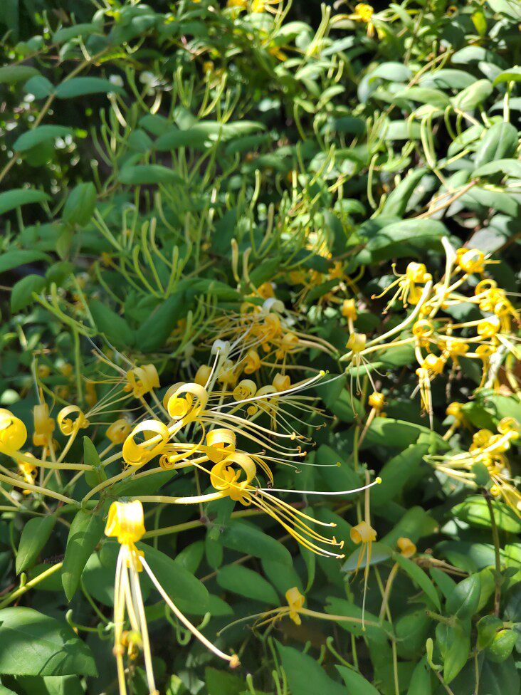 忍冬千金藤鸳鸯草金银花藤大山里