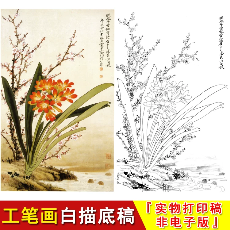 俞致贞国画花鸟工笔画底稿君子兰花白描素材实物打印非电子版JV36