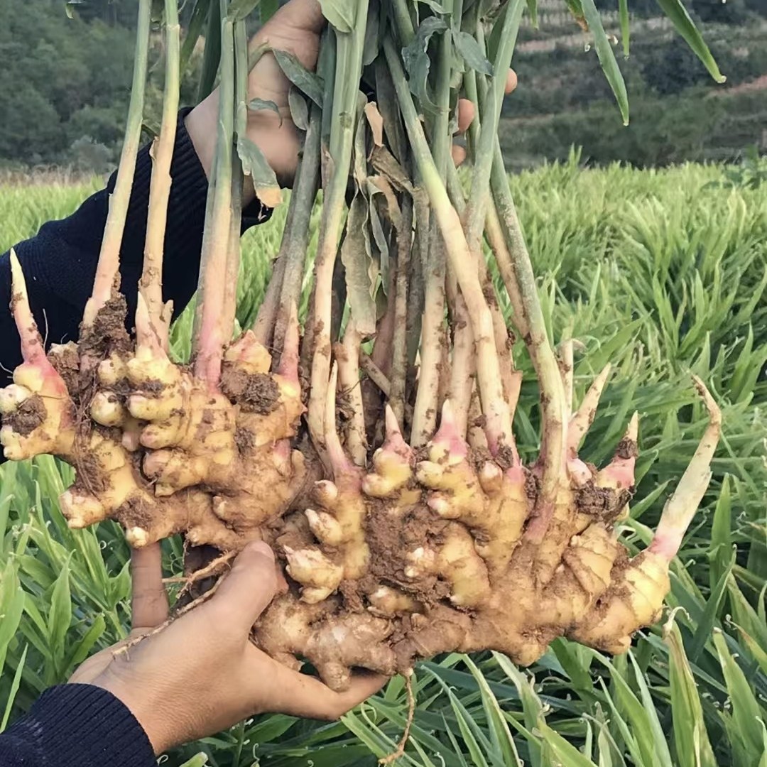 云南小黄姜今年新姜生姜姜种子新鲜时今蔬菜高山姜月子姜土姜图片