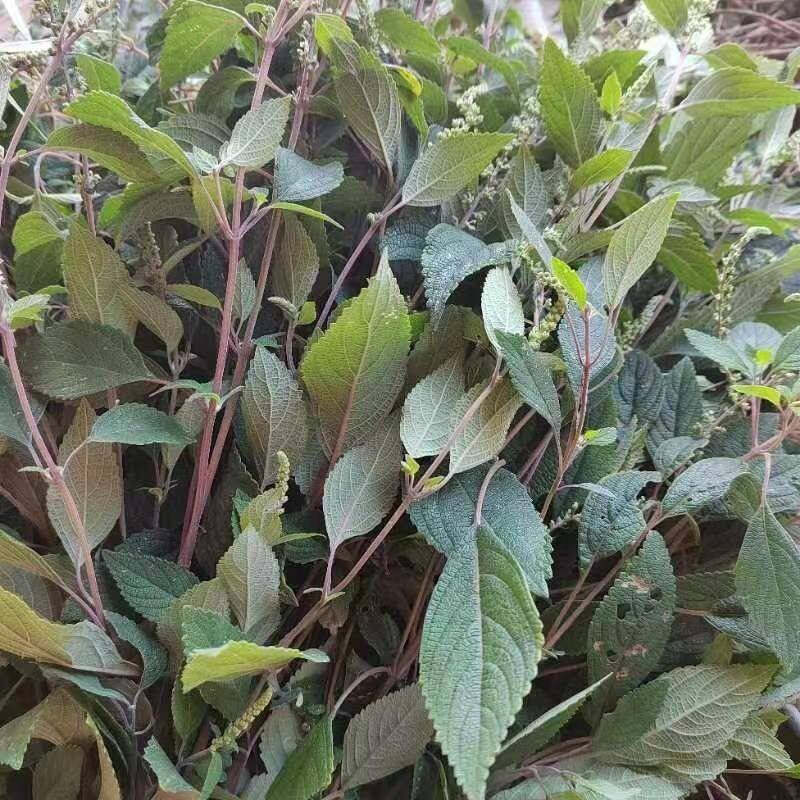 云南野坝子野香苏中药凉茶清热泡水煮鸡干品鲜品包邮野坝子茶新鲜