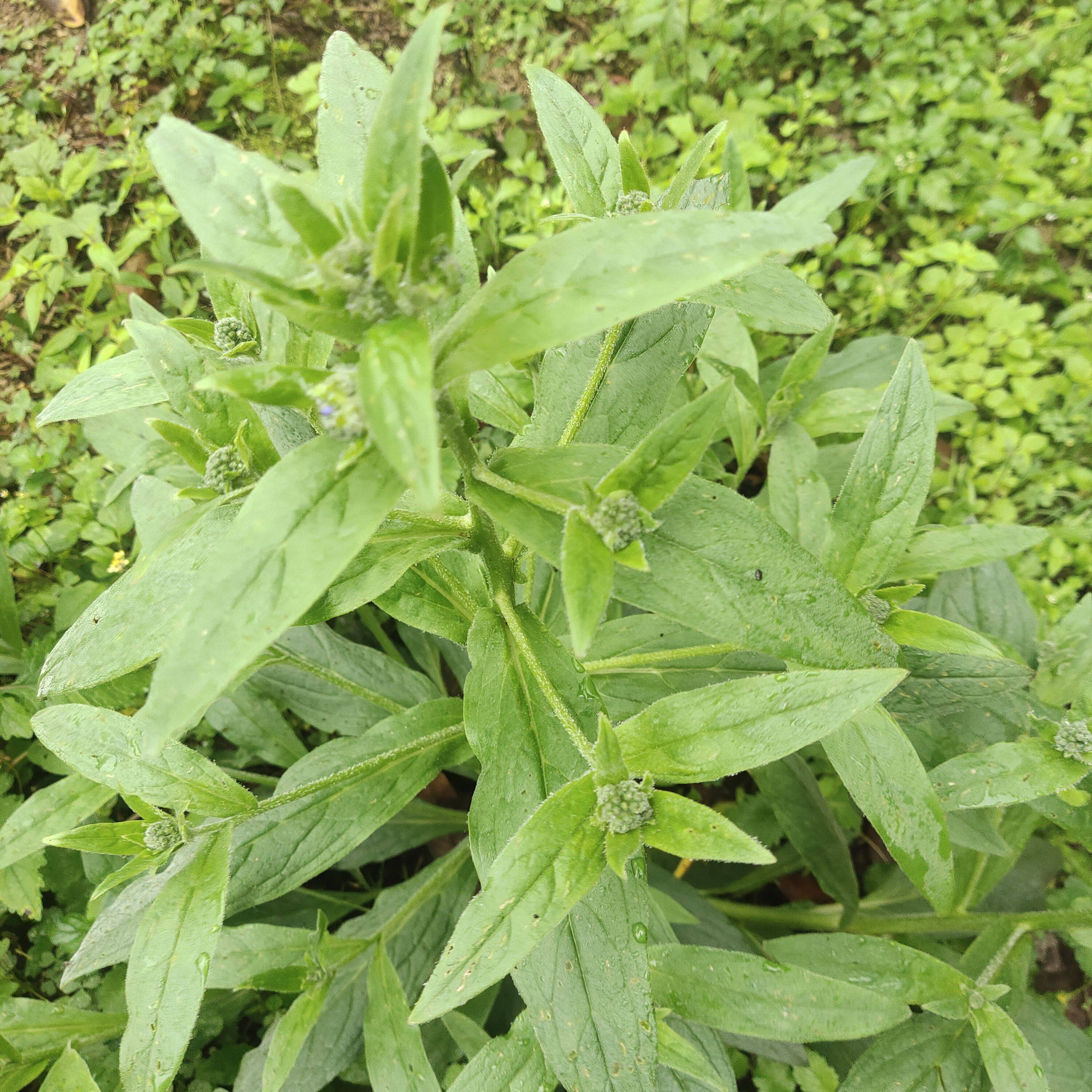 新鲜现采琉璃草 粘娘娘中草药材 倒提壶大果琉璃草拦路虎蓝布群