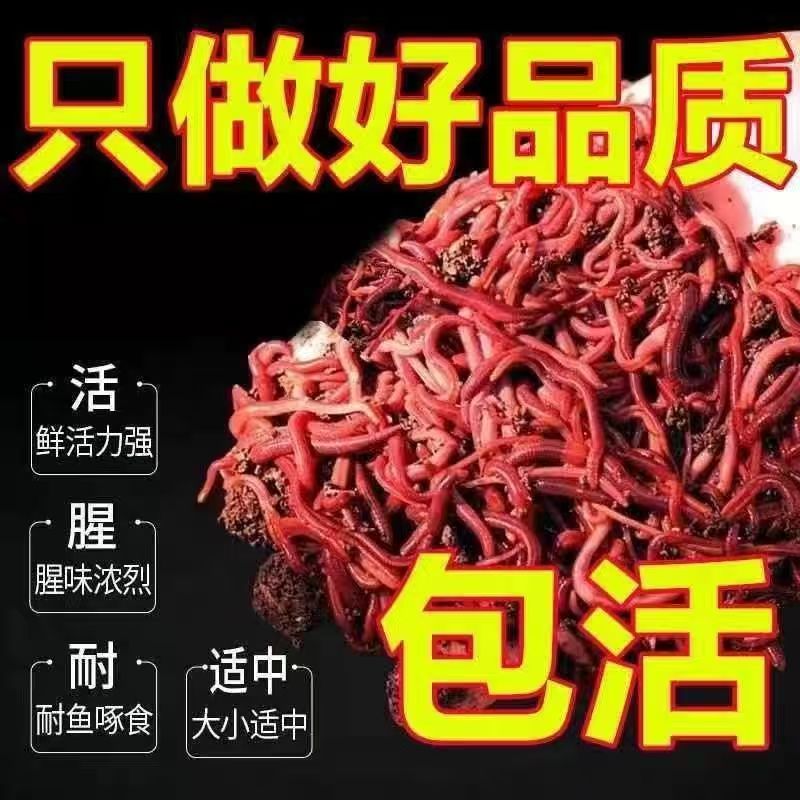 牛粪红蚯蚓大号鲜活批发钓鱼活饵盒装野钓鱼饵便宜饵料渔具店专供