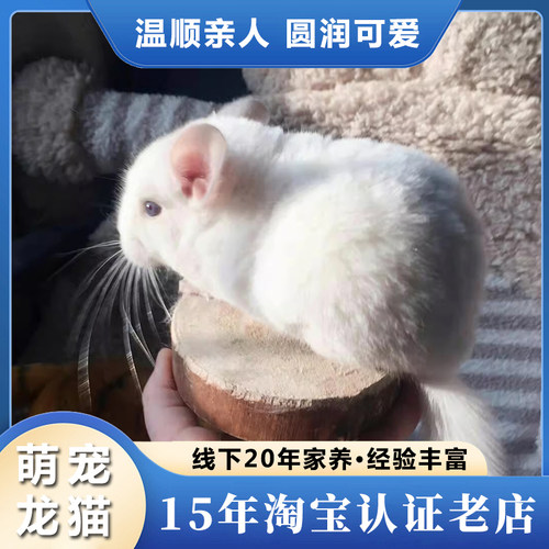 龙猫活物送笼子龙猫活体长毛可爱幼崽自家繁殖视频挑选包活保健康