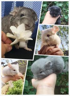 龙猫活物活体宝宝幼崽网红宠物标灰米色银斑长毛熊猫眼新手家养