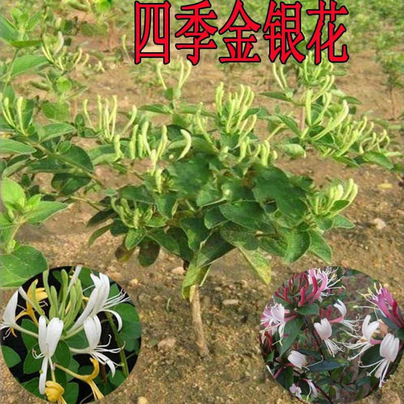 室内阳台攀援庭院种植藤本花卉