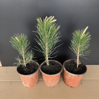 日本黑松小花王三河黑松物美价廉