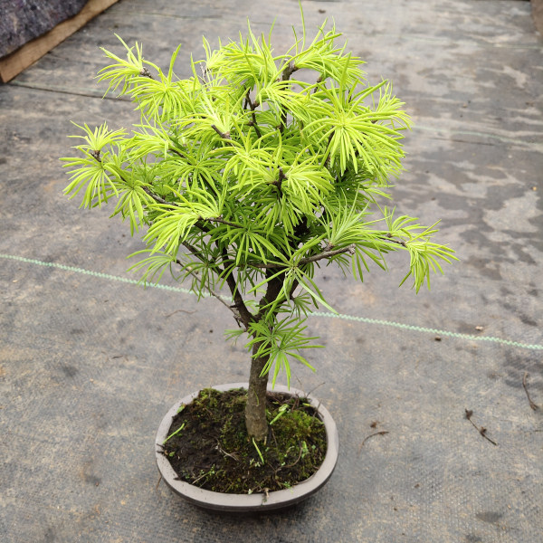 绿植金钱松盆栽盆景观材料树苗