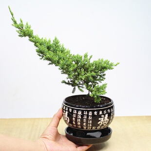 地柏苗盆景树桩 地柏树苗 地柏盆景盆栽树铺地柏小苗工程绿化苗木