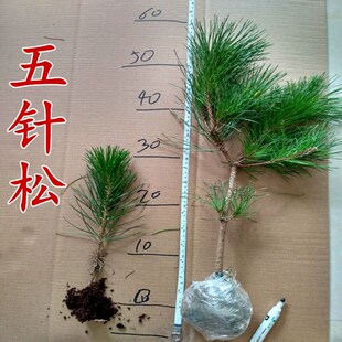 日本五针松华山松罗汉松雪松树苗黑松白皮松大阪松五针松盆景树桩