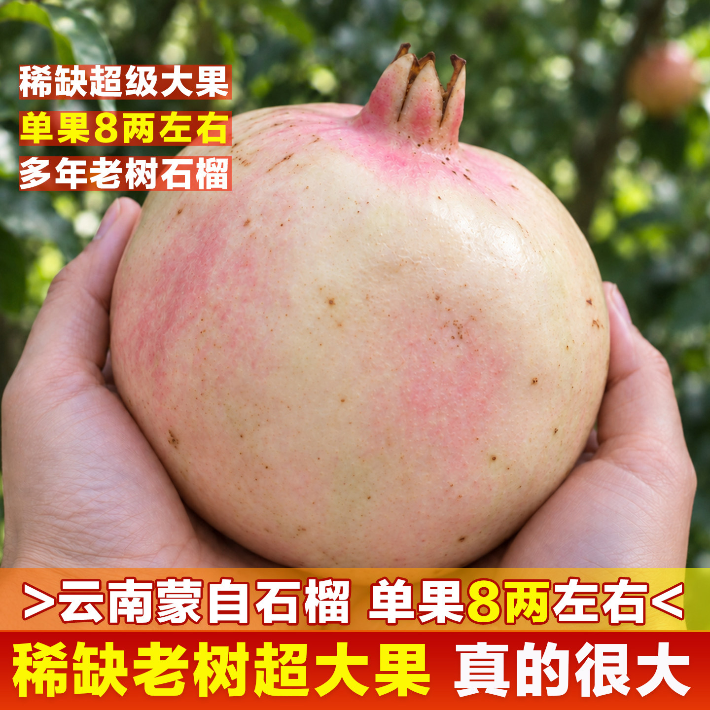【老树蒙自石榴】特级巨大果云南甜石榴绿籽薄皮新鲜水果净重10斤