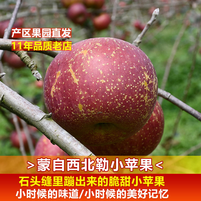 云南蒙自西北半野生冰糖心小苹果
