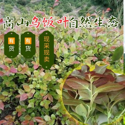 高山采摘新鲜嫩叶乌树叶楠竹叶做乌米饭叶乌叶饭现摘现发可染发