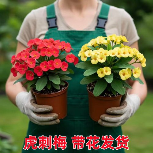 虎刺梅四季盆栽铁海棠花苗好养