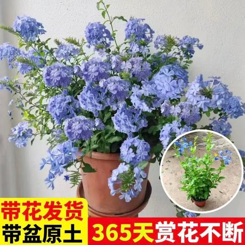 蓝雪花苗特大盆栽四季耐寒耐热