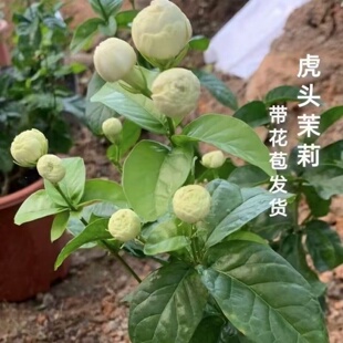 正宗虎头茉莉花盆栽重瓣大花独杆圆叶老桩花卉绿植浓香阳台养的花