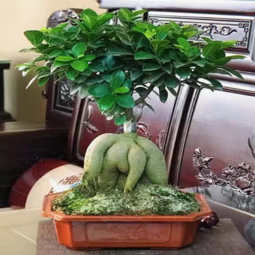 大型小叶榕树S造型8字盆景