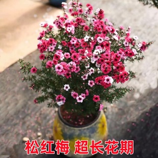 松红梅盆栽带花苞三色梅室内外阳台庭院好养浓香型鲜花卉植物