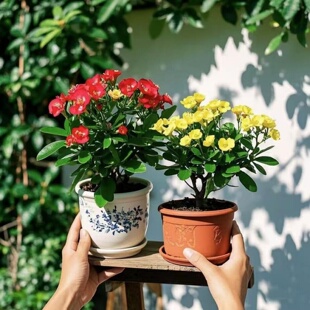 虎刺梅花卉盆栽易活植物室内办公室阳台耐旱铁海棠花四季新手好养