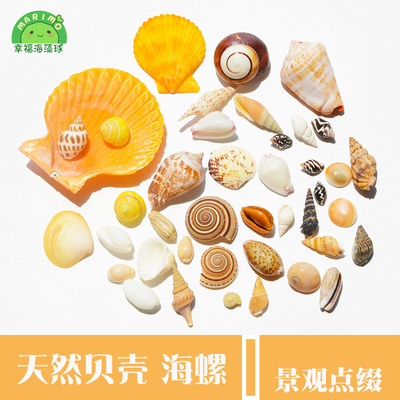 生态瓶绿植微景观扇贝珊瑚海藻球