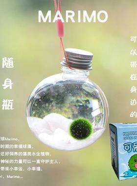 幸福海藻球marimo球藻DIY水培微景观生态瓶创意礼物桌面迷你植物