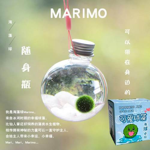 幸福海藻球marimo微景观生态瓶