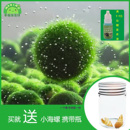 幸福海藻球marimo生态瓶盆栽创意迷你水培植物微景观缸藻球马里莫