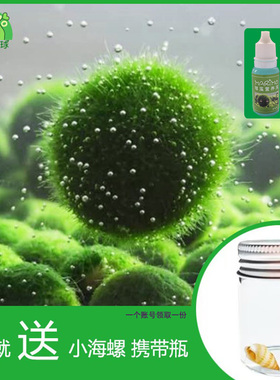 幸福海藻球marimo生态瓶盆栽创意迷你水培植物微景观缸藻球马里莫