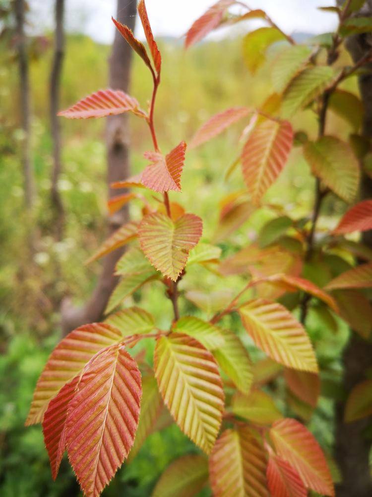 镇宅珍稀名贵树苗鹅耳枥树苗南北方种植庭院树苗耐寒树苗