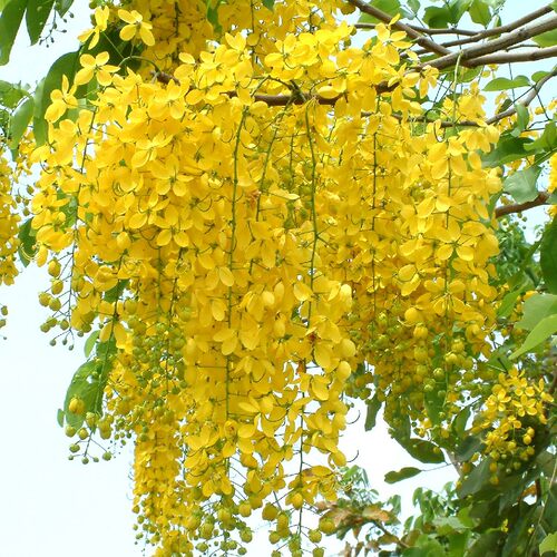 腊肠树苗阿勃勒苗泰国国花黄花绿化树耐寒树苗南北方种植别墅树苗