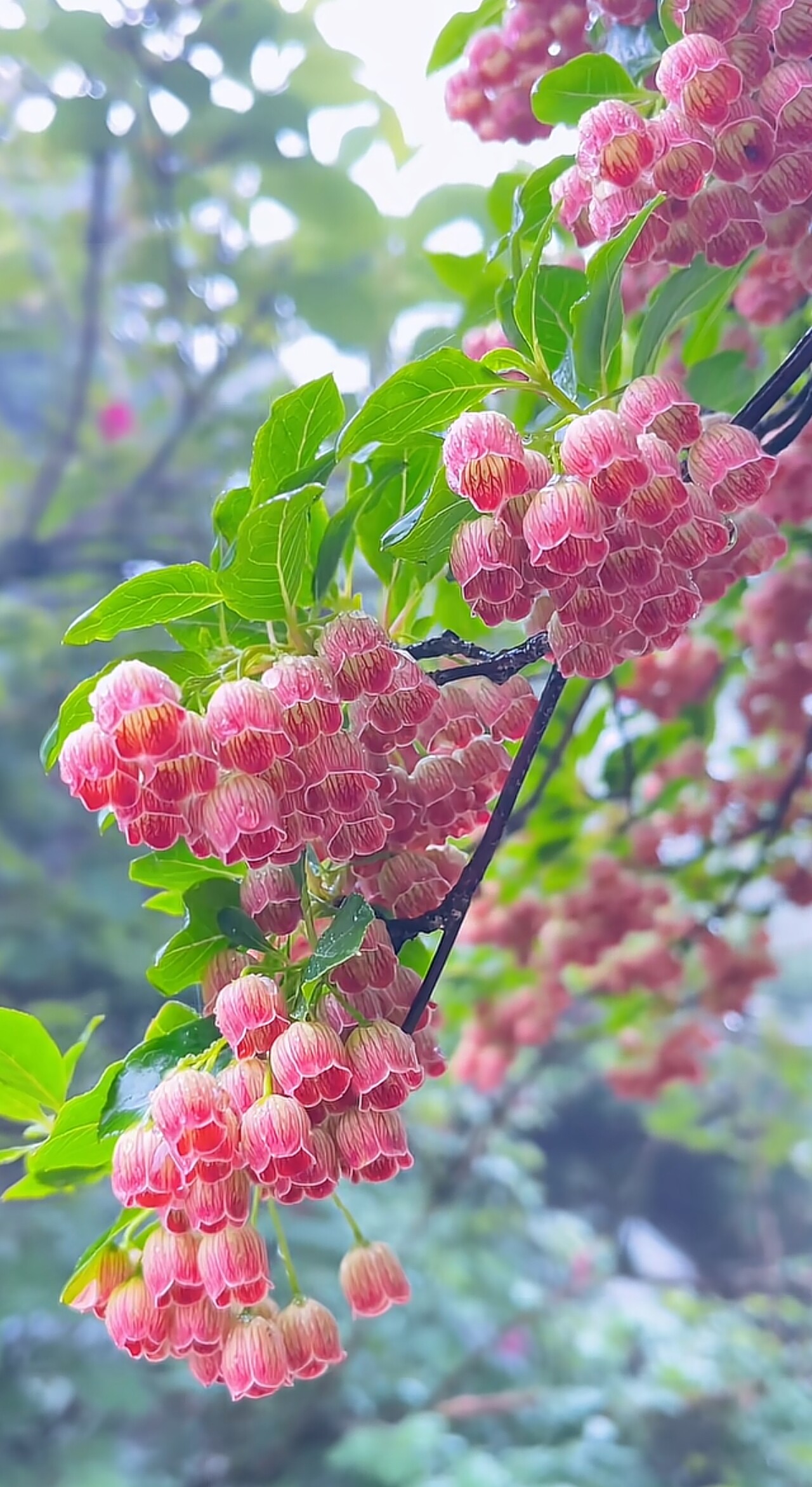 灯笼杜鹃花树苗驱蚊虫净化空气地栽花卉绿植盆景耐寒庭院风景植物