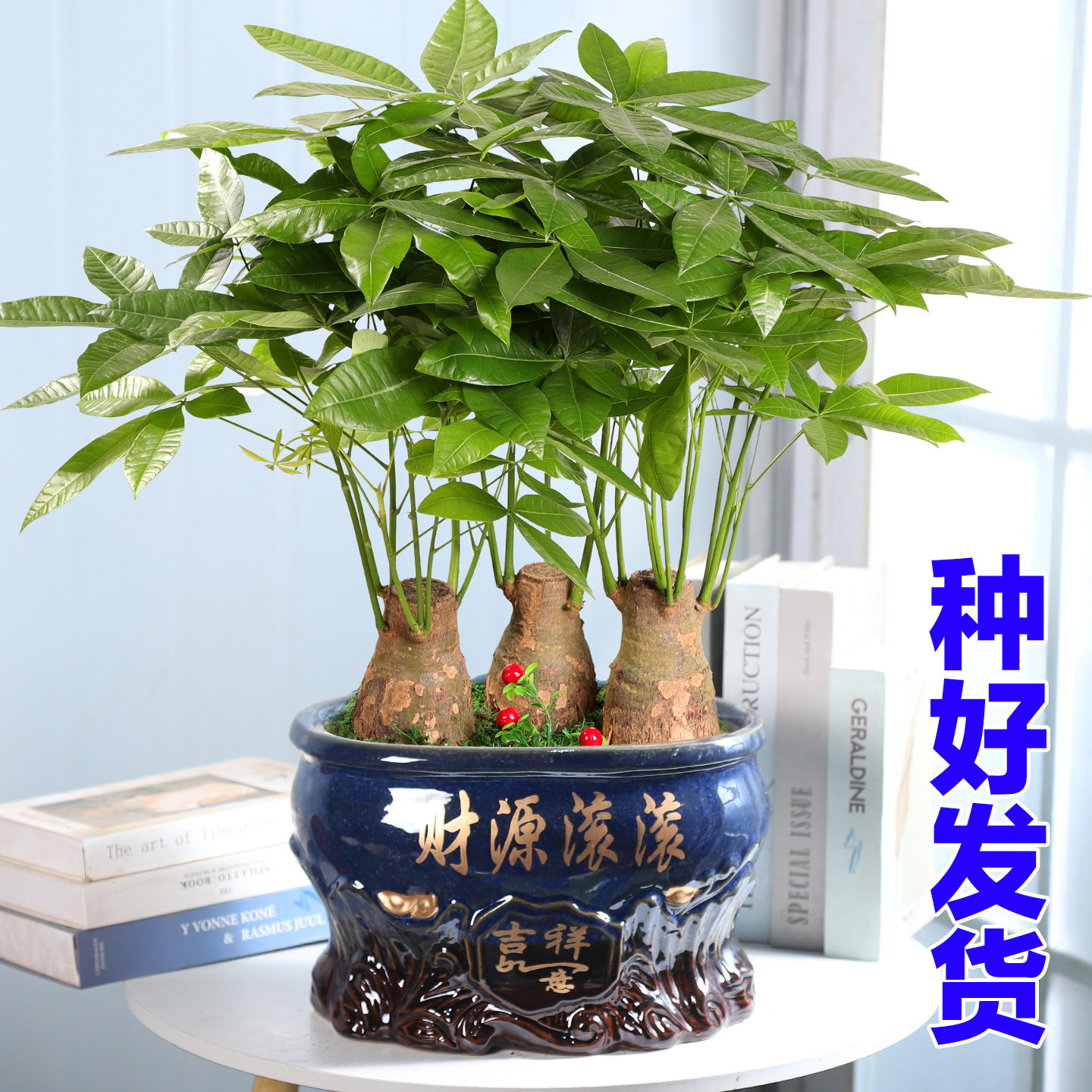 发财树盆栽植物室内招财 客厅办公室客厅开业包邮大型金钱小盆景
