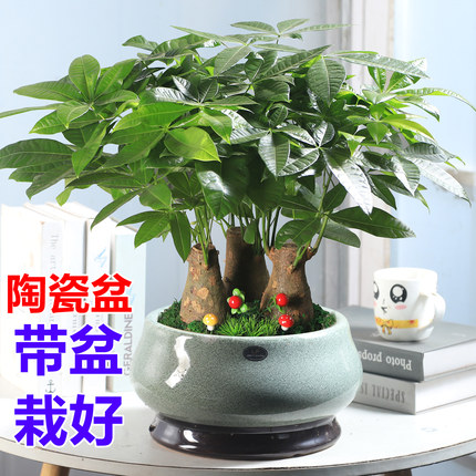 发财树盆栽植物室内大棵客厅盆景招财开业好养活桌面北欧陶瓷盆