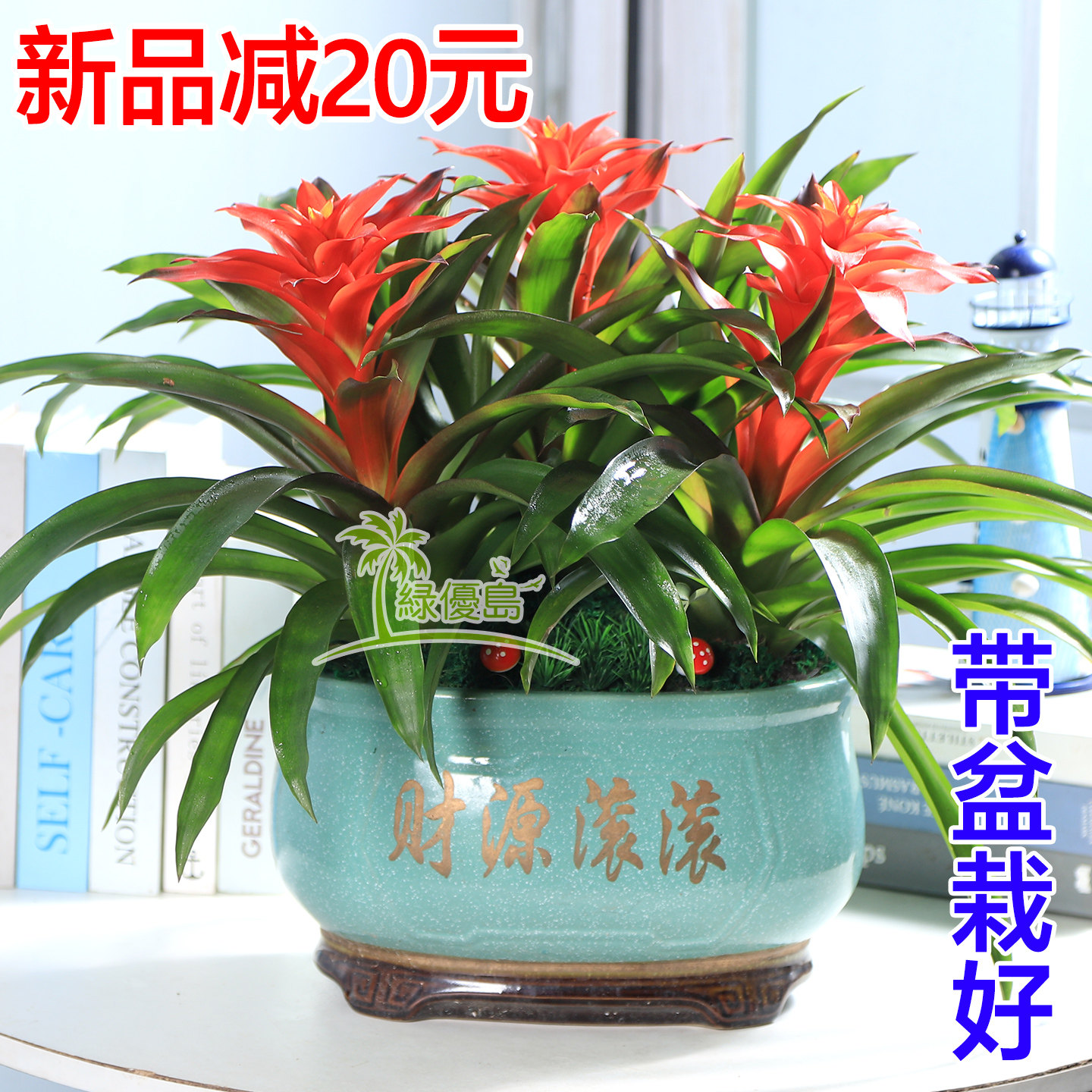 鸿运当头小红星办公室内好养活凤梨花苞客厅绿植物花卉红掌