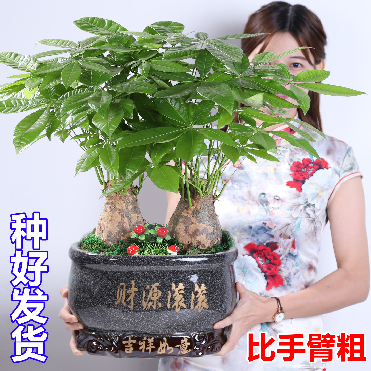 发财树盆栽大绿植物客厅办公室内小盆景 真花卉四季常青金钱树,鲜花速递/花卉仿真/绿植园艺,大型绿植/成品组合盆栽,淘宝优惠券,粉丝福利购,淘宝优惠卷