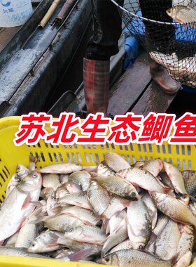 生态鲫鱼新鲜活鱼现杀淡水鲫鱼孕产妇下奶月子炖汤顺丰