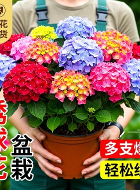 无尽夏绣球花苗盆栽带花苞花开四季卉绿植物室内阳台庭院老桩鲜花