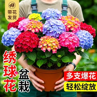 无尽夏绣球花苗盆栽带花苞花开四季 卉绿植物室内阳台庭院老桩鲜花