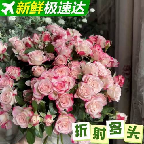 【带花苞发货】网红月季花迷你玫瑰花苗盆栽阳台好养花卉四季花开