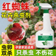 红蜘蛛适用杀虫剂月季 花病虫害常用药花卉杀虫剂植物花草除虫喷雾