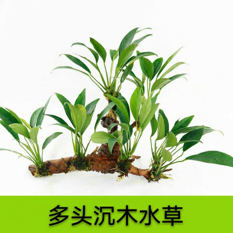 懒人水草活体有茎类水族箱鱼虾缸装饰沉木小对叶绿金钱虎耳辣椒榕26.25元包邮