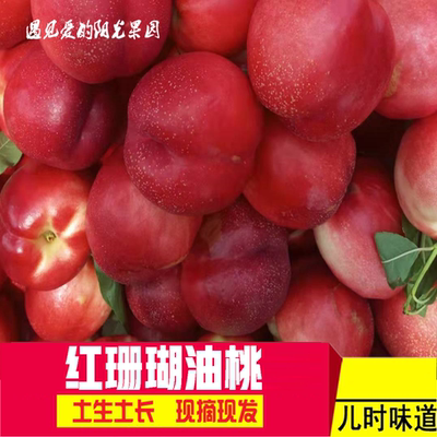 营口鲅鱼圈红珊瑚油桃大油桃新鲜