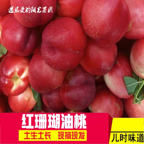 营口鲅鱼圈红珊瑚油桃大油桃新鲜