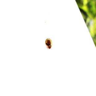 吃绿藻鱼龟虾粪便螺清洁鱼缸观赏螺宠物螺冷水热带UFO飞碟螺淡水