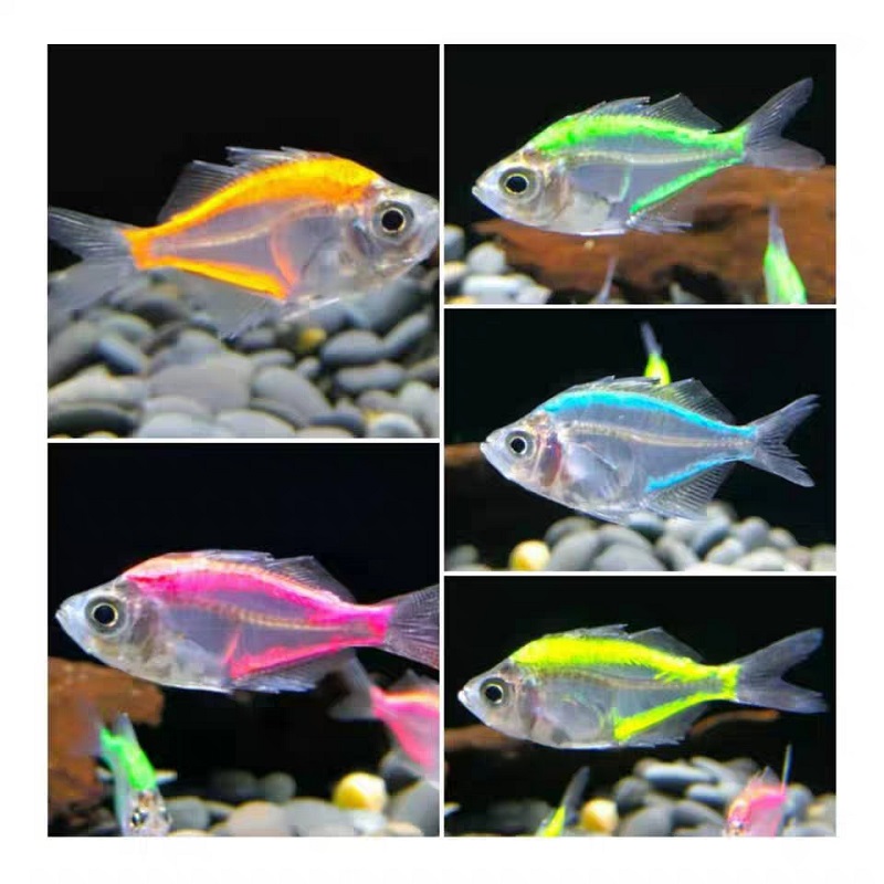 七彩透明玻璃拉拉鱼热带观赏鱼除藻淡水荧光虎斑天使鱼活体鱼缸