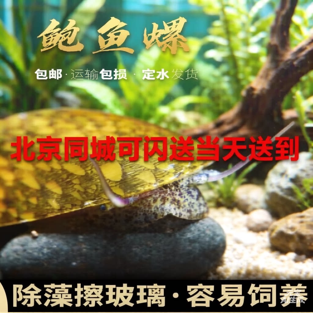 活体鲍鱼螺除藻清缸观赏图片