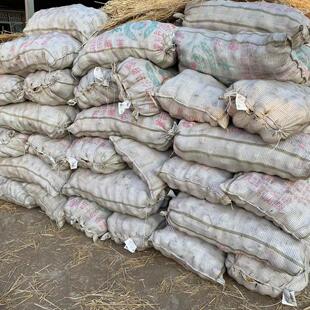 脱毒原种黄心黄皮土豆种一级原种批发支持大量订购