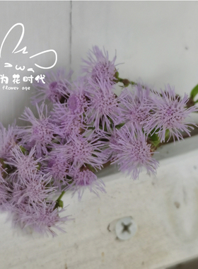 【蓝雾花】裂叶锥托泽兰 多年生花园宿根蜜源植物藿香花境盆栽苗