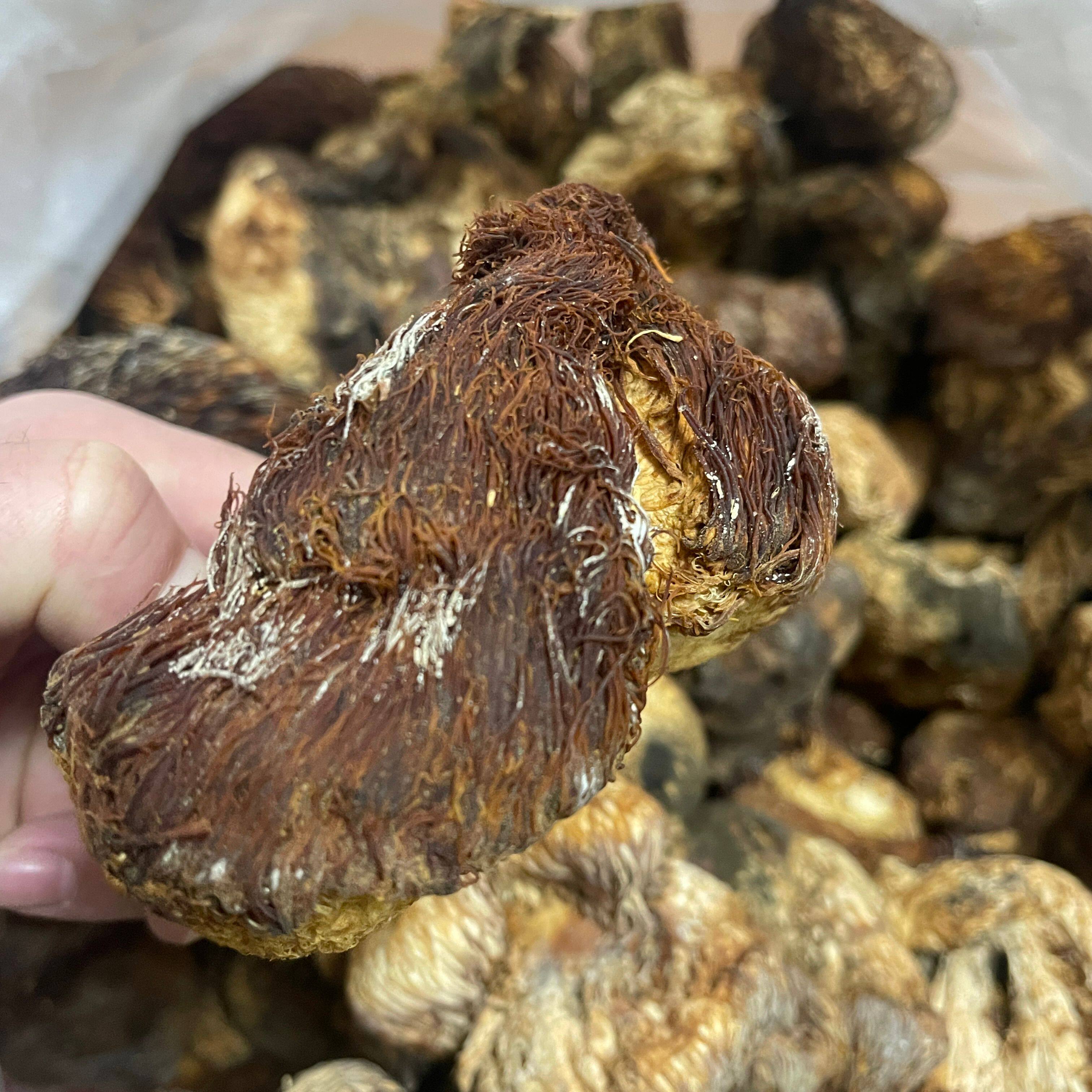 大兴安岭野生猴头菇250g煲汤包邮
